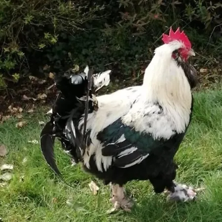 度假居 Bin Benaise Draps Et Serviettes Compris *