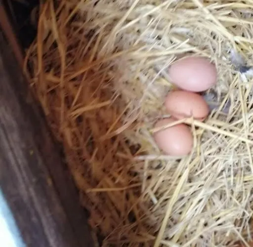 Bin Benaise Draps Et Serviettes Compris Nyaraló