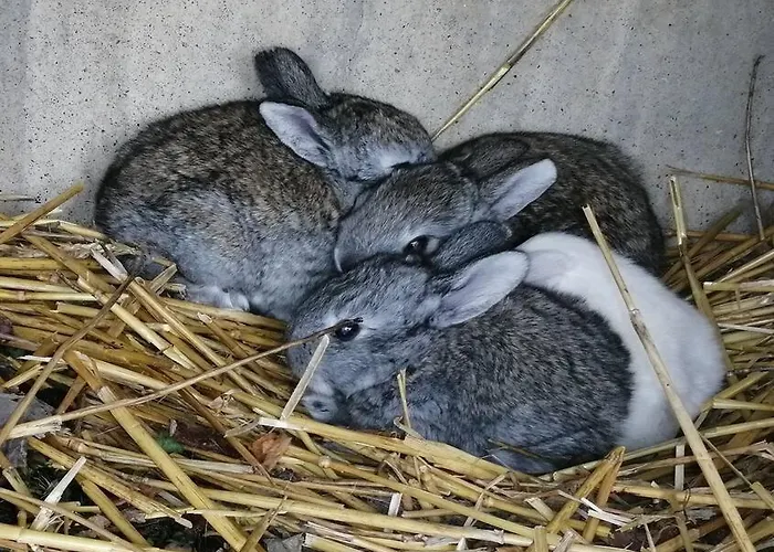 Bin Benaise Draps Et Serviettes Compris Pamproux